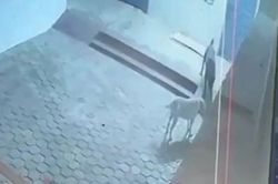 Liều mình chiến đấu với rắn hổ mang chúa, chó nhà hy sinh để bảo vệ gia chủ