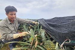Giá giảm mạnh, người trồng dứa gặp khó