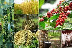 Giá nông sản tháng 5/2026: Biến động mạnh, vật tư đầu vào tăng
