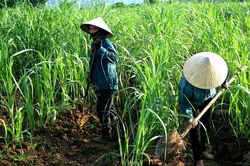 Gia hạn biện ph&aacute;p ph&ograve;ng vệ thương mại đối với đường m&iacute;a Th&aacute;i Lan th&ecirc;m 5 năm
