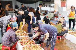 Bắc Ninh: Gi&aacute; vải thiều cao kỷ lục