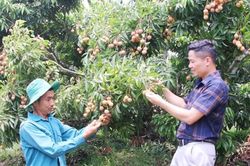 Khi vải thiều có 'hộ chiếu số'