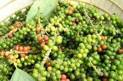 Giá tiêu hôm nay 11/6/2026: Thị trường đi ngang, chờ động lực mới