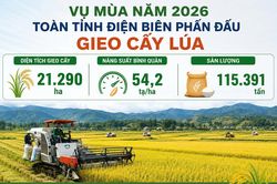 Đảm bảo giống, vật tư sản xuất vụ mùa