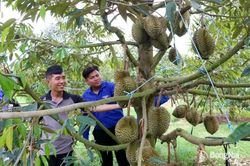 Người trẻ chủ động phát triển kinh tế nông nghiệp