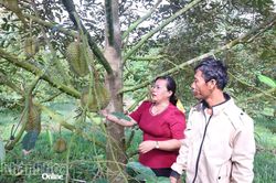 Sầu riêng bén rễ, xanh tốt trên vùng đất khó