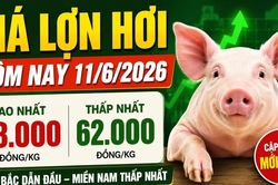 Giá lợn hơi hôm nay 11/6: Miền Bắc áp đảo, miền Nam tiếp tục trầm lắng