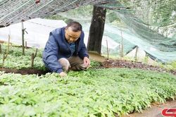 Hiệu quả bước đầu từ trồng dược liệu dưới tán rừng ở Nậm Nghẹp