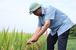 Mô hình lúa phát thải thấp tăng năng suất tới 25%
