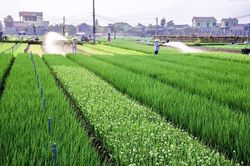 Mã số vùng trồng mở đường cho HTX tham gia sâu hơn vào chuỗi xuất khẩu