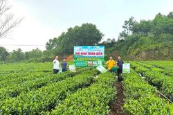 'Combo' phân bón Supe Lâm Thao hỗ trợ nâng cao chất lượng vùng chè Thái Nguyên