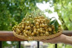 Loại quả ví như 'gia vị vạn năng' chỉ có ở vùng núi phía Bắc: Từng mọc đầy ven rừng nay có tiền chưa chắc mua được loại ngon