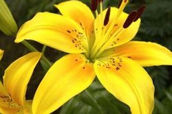 Người mệnh Kim đặt những cây này trong nhà: Vừa đẹp sang, vừa mang lại may mắn