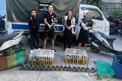 Triệt xóa đường dây trộm cắp chó mèo chuyên nghiệp, giải cứu hơn 400 con mèo còn sống
