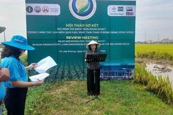 Hải Phòng: Hiệu quả từ mô hình canh tác lúa sử dụng phân bón đúng, phát thải thấp