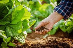 Việt Nam đứng thứ 5 châu Á về diện tích sản xuất nông nghiệp hữu cơ