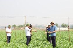 Chuẩn mới cho rau an toàn: Mở rộng cơ hội cho nông dân