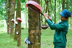 Cổ phiếu GVR được khuyến nghị mua