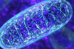 Từ ADN, khoa học truy tìm được 'người mẹ chung' của nhân loại