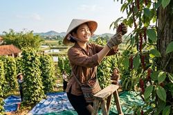 Giá hồ tiêu hôm nay 12.6: Ổn định, nông dân tiếp tục chờ tín hiệu tăng mới