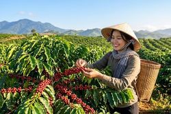 Giá cà phê hôm nay 12.6: Bật tăng trở lại, thêm 500-600 đồng/kg