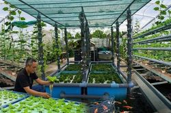 Biến chất thải thành tài nguyên, nuôi mực giữa lòng đô thị