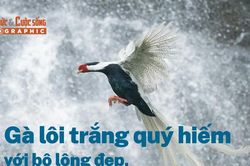 [INFOGRAPHIC] Gà lôi trắng quý hiếm với bộ lông đẹp, có tên trong Sách đỏ