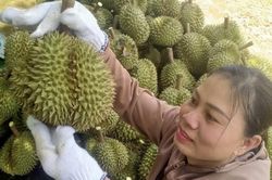 Lâm Đồng yêu cầu ngăn chặn việc gian lận nguồn gốc xuất xứ sản phẩm sầu riêng