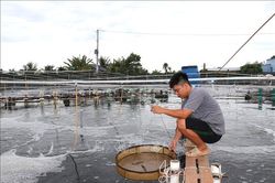 Giá tôm thẻ chân trắng giảm sâu