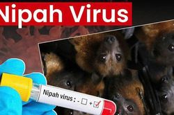 Ấn Độ ghi nhận ca nhiễm virus Nipah tại Kerala