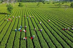'Đánh thức' tiềm năng phát triển kinh tế ở xã Sơn Kim 2