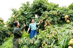 Vải thiều Bắc Ninh thu hơn 2.600 tỷ đồng ngay đầu vụ