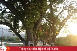 Hàng cây di sản trăm tuổi dưới chân núi Nưa