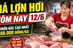 Giá lợn hơi hôm nay 12/6: Miền Bắc giữ đỉnh 68.000 đồng/kg