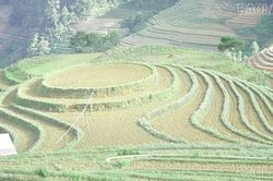 Danh thắng quốc gia Ruộng bậc thang khát nước giữa mùa nước đổ