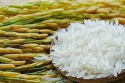 Giá lúa gạo ngày 9/6: Thị trường nội địa ổn định, giá xuất khẩu của Việt Nam lập đỉnh 16 tháng