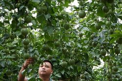 Nâng thu nhập, ổn định sinh kế cho đồng bào DTTS