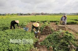 Mùa lạc xuân ở vùng đồng màu