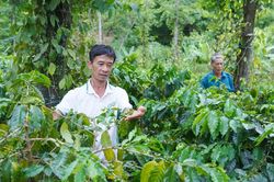 Nâng tầm thương hiệu cà phê Khe Sanh