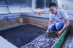 Hiệu quả từ mô hình nuôi lươn không bùn