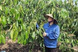 Thu nhập ổn định từ cây cà phê vối