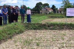 Kiểm tra, hướng dẫn chuyển đổi cơ cấu cây trồng, vật nuôi trên đất trồng lúa
