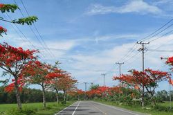 Cần Thơ: Phường Long Mỹ rực đỏ sắc phượng vĩ đường Nguyễn Ái Quốc thành điểm check-in thu hút du khách