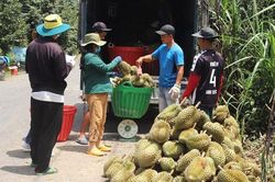 Lâm Đồng bảo vệ thương hiệu sầu riêng trên thị trường xuất khẩu
