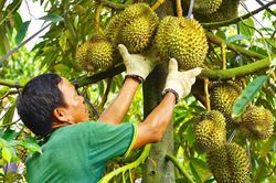 Cảnh báo nguy cơ gian lận trong xuất khẩu sầu riêng