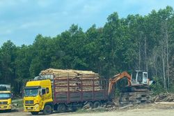 'Tuýt còi' 7 trạm cân keo tràm không phép của một xã