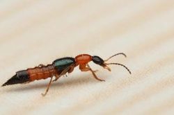 Bác sĩ Bạch Mai hướng dẫn cách xử lý viêm da do kiến ba khoang