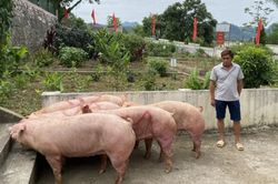 Tiêu hủy 595 kg thịt lợn không rõ nguồn gốc tại xã Trà Lĩnh