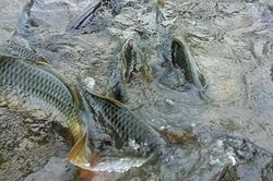 Loài cá quen thuộc ở quê 'tốt hơn cá hồi', xưa giá rẻ như cho nay thành đặc sản 90.000 đ/kg, tốt cho sức khỏe