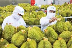 Có dấu hiệu làm sai lệch kết quả kiểm nghiệm hợp thức hóa hồ sơ xuất khẩu nông sản